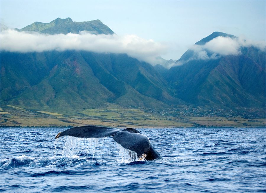 Humpback whale tail off Maui